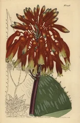 Tvålaloe eller zebraaloe, Aloe maculata (största vanliga tvålaloe, Aloe saponaria latifolia)