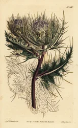 Spiniest tistel, Cirsium spinosissimum (fjäderhårig cnicus, Cnicus spinosissimus)