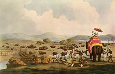 Sport i Indien - Driving Elephants Into A Keddah, c1808, 1901.