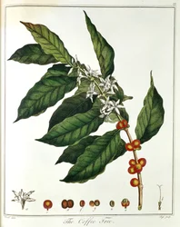 Kvist kaffe Coffea arabica som visar blommor och bönor, 1798
