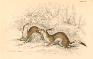 Stoat Mustela erminea, medlem av vesslafamiljen, 1828