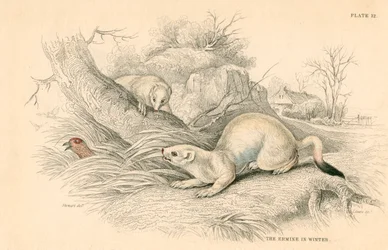 Stoat Mustela erminea, medlem av vesslafamiljen, 1828