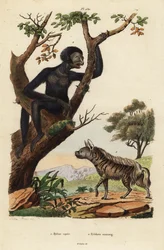 Randig hyena, Hyaena hyaena 1 och siamang, Symphalangus syndactylus, hotad 2