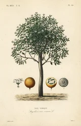 Strychnine tree, nux vomica, giftnöt eller semen strychnos, Strychnos nux-vomica, Noix vomique
