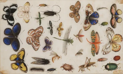 Studie av fjärilar och insekter.