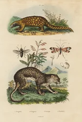 Sunda pangolin, Manis javanica, kritiskt hotad 1, leopard, Panthera pardus 4, hästfluga, Tabanus rostratus 3, skorpionfluga, Panorpa communis 3