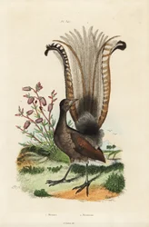 Superb lyrebird, Menura novaehollandiae och falsk azalea, Menziesia ferruginea