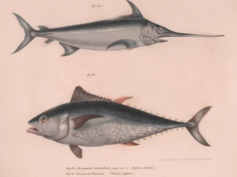 Svärdfisk Xiphias svärd, Thinnus bulgaris, ca 1850-talet
