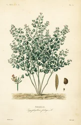 Syrisk bönkapris, Zygophyllum fabago, Fabagelle