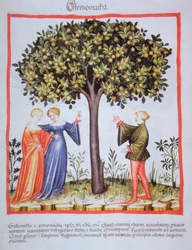 "Tacunum Sanitatis" Codex Vindobonensis Nova Series 2644, fol. 9, Plocka aprikoser, Miniatyr (1370-1400) (måla på papper)