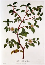 Te: gren av Camellia sinensis, 1798