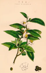 Te, c1800-talet