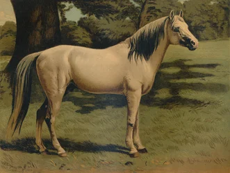 The Arab Pony Charger of General Sir Hope Grant, c1879.