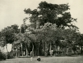 The Banyan Tree, Barrackpore, 1870, 1925.