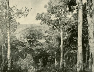 Blå bergen, 1901.