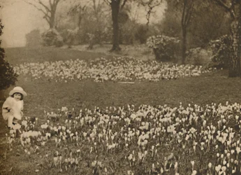 Vårens krokusmatta, c1935.