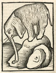 Elefanten