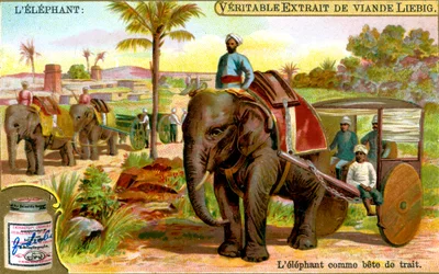 Elefanten som dragdjur, c1900