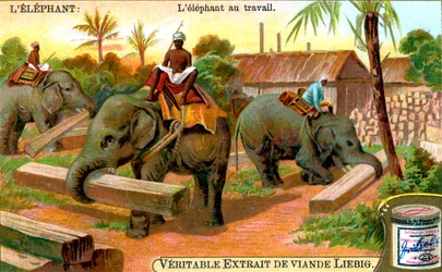 Elefanten på jobbet, c1900