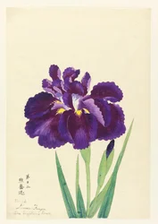 Den Fighting Bear (Funjin), nr 12, ca. 1910