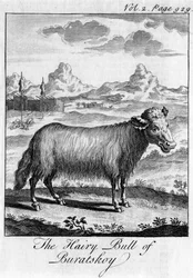Den håriga tjuren av Buratskoy, c1700-talet
