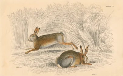 Haren Lepus europaeus, 1828