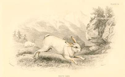 Haren Lepus europaeus, 1828