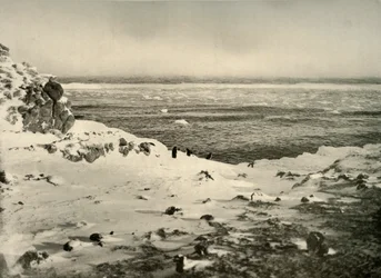 The Last of the Penguins strax före deras migration i mars c1908, 1909.