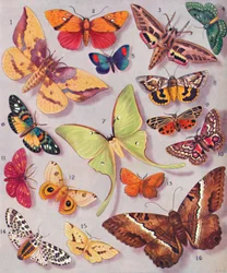 The Magnificent Coloring of Some Moths, 1935