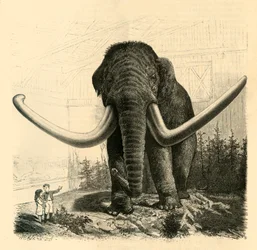 S:t Petersburgs mammut, 1883.