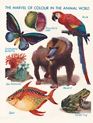 The Marvel of Color in the Animal World, 1935