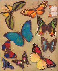 The Marvelous Color of the Butterflies, 1935