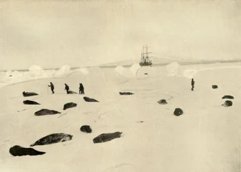 Nimrod vid Pram Point den 4 mars 1909