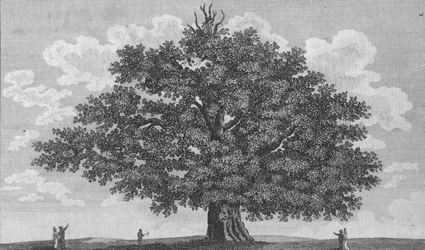 The Penshurst Oak, 1794