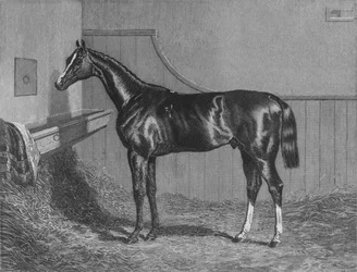 Rt. Hon. Jarlen av Lichfields Elis. Vinnare av St. Leger 1836, 1911
