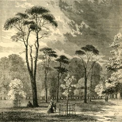 The Scotch Firs, Kensington Gardens, c1876.