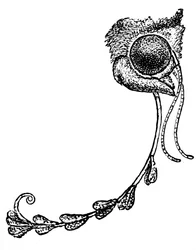 Malen Acontia luctuosa och orkidépollen, 1862