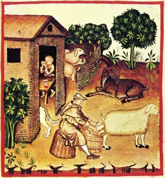 Tillverkning av ost. En miniatyr från Tacuinum Sanitatis, andra halvan av 1300-talet.
