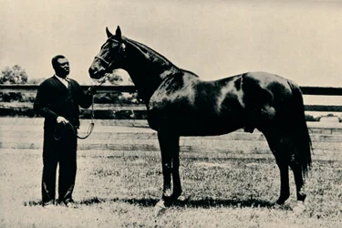 Fullblods kapplöpningshäst, Man O War, c1920