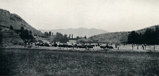 Att tröska majs på gammalt sätt, 1911