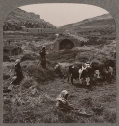 Tröska spannmål nära Jacobs Well, c1900