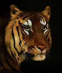 Tigerstudie, 1908-1909