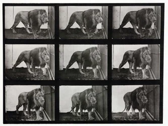 Time-lapse-fotografier av ett lejon som går i sin bur