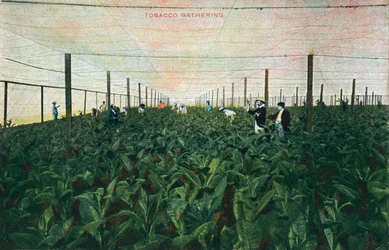Tobakssamling, 1900