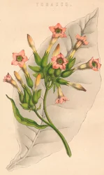 Tobak, c1800-talet