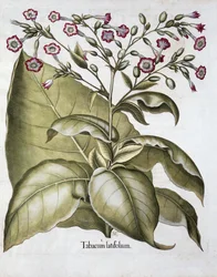 Tobaksväxt, 1613