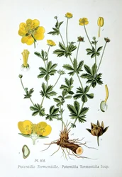 Tormentil, 1893