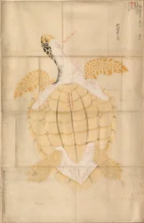 Sköldpadda, 1700-tal.