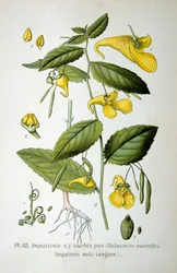 Rör-mig-ej-balsam, 1893