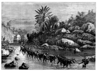 Reser i Griqualand, Sydafrika, c1890